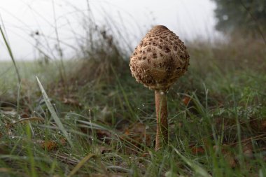 Çiğ tarlasında güneş şemsiyesi mantarına yakın çekim