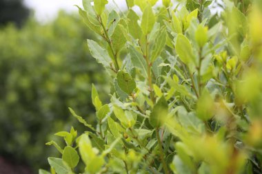 Boxwood Evergreen bitkisinin yakın plan çekimi. Bahçede güneş ışığı altında yetişiyor.