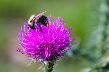 Mor dikenli dikenli arka planda bir yaban arısının makro görüntüsü.