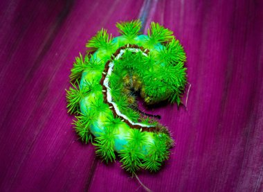 A closeup view of a green caterpillar  on a purple surface clipart
