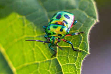 Yeşil yapraklı Lychee Kalkanlı Jewel Bug 'ın yakın çekimi.