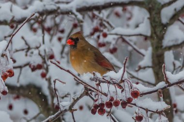 Karda kalmış dişi bir kardinalin yakın çekimi.