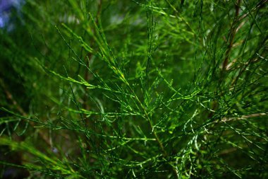 Bahçedeki yeşil ağaçlar, yakından.