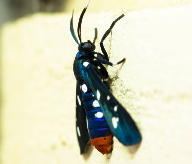 Zakkum güvesinin makro görüntüsü.