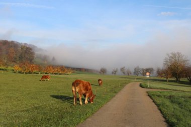 A beautiful view of cows grazing in the field