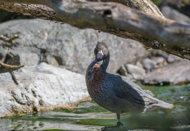 Su kenarında bir whio (Hymenolaimus malacorhynchos) seçici