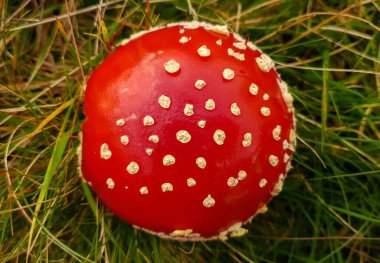 Ormanda yetişen Amanita Muscaria mantarlarının en üst görüntüsü.