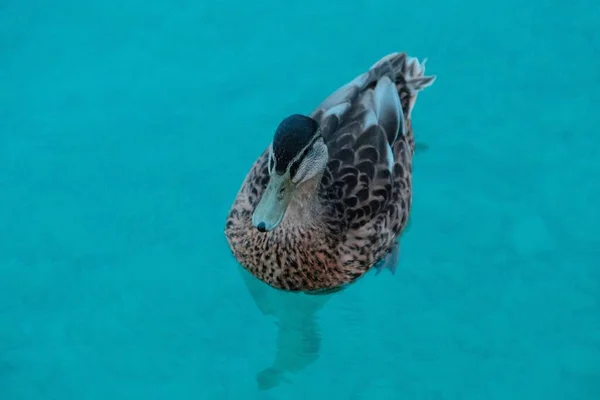 水の中で鴨の散歩の美しいショット — ストック写真