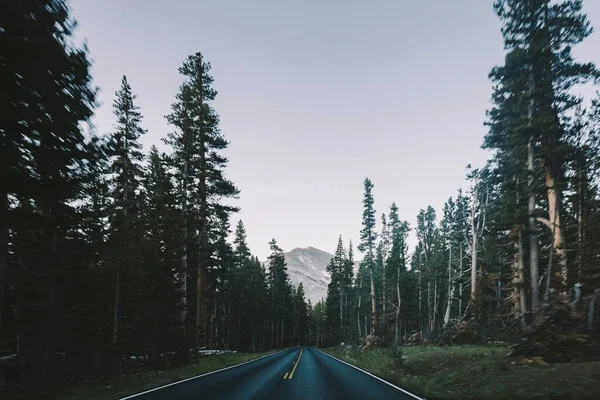 背の高い常緑樹と遠くの山に囲まれたぬれた道路 — ストック写真