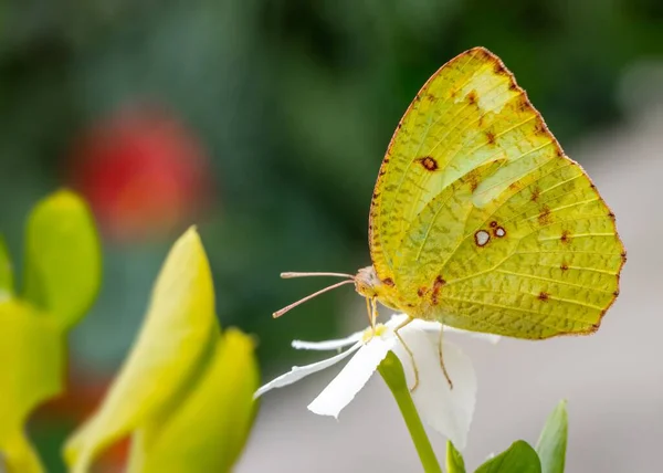 Крупный План Жёлтой Бабочки Катопсилии Флорелла Стоящей Белом Лепестке Цветка — стоковое фото
