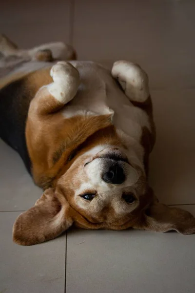 一只小猎犬在地板上摆姿势的美丽景象 — 图库照片