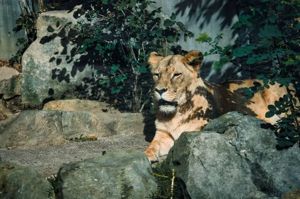 Ein Großes Löwenweibchen Ruht Einem Sonnigen Tag Auf Den Felsen — Stockfoto
