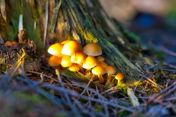 Μικρά Μανιτάρια Που Καλλιεργούνται Στο Δάσος Της Θουριγγίας Μια Ηλιόλουστη — Φωτογραφία Αρχείου