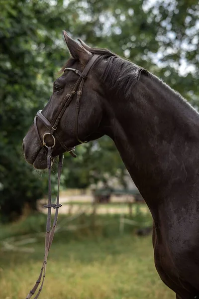 Dizginli Sanatsal Bir Atın Seçici Bir Örneği — Stok fotoğraf