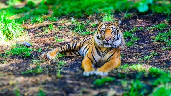 緑の芝生の畑に座ってカメラを見ているオレンジ色の縞模様のトラ — ストック写真