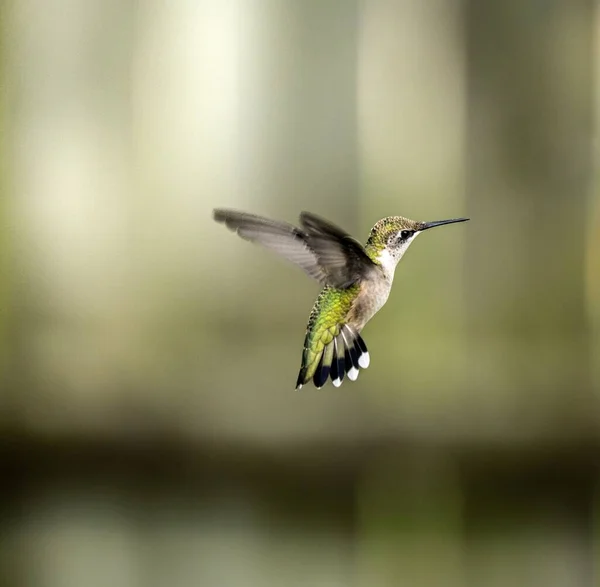 날으는 벌새의 — 스톡 사진