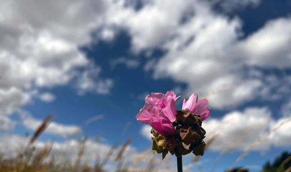 Uma Flor Rosa Bonita Uma Mola Nublada — Fotografia de Stock