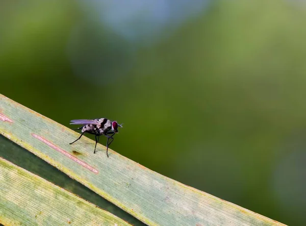 Closeup View Fly Plant Blurry Background — Stock Photo, Image