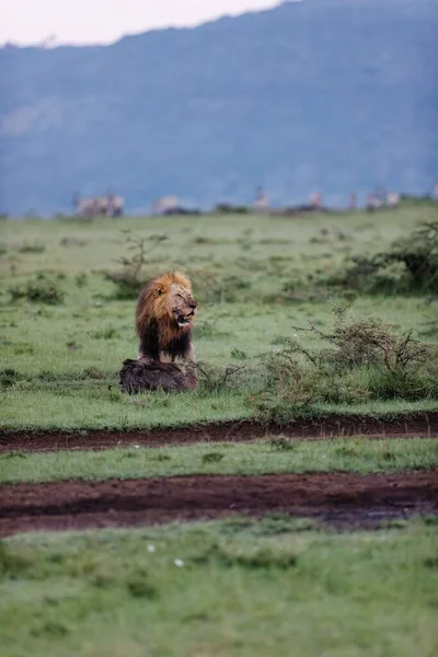 在肯尼亚的马赛马拉 一只雄性狮子拖着一只疣猪的垂直拍 — 图库照片