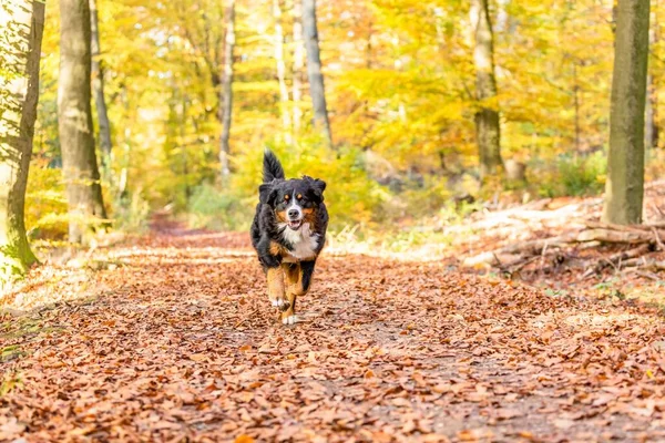 倒れた葉で覆われた通路を走っている黒と茶色のベルネーゼの山犬の閉鎖 — ストック写真