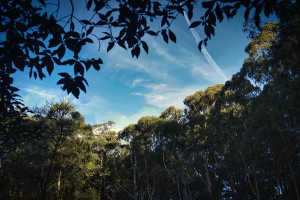 Une Vue Magnifique Sur Une Forêt Australienne Avec Grands Arbres — Photo