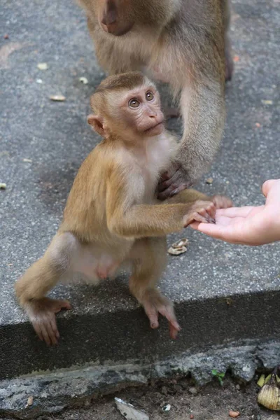 Macaco Bebé Nas Patas Traseiras — Fotografia de Stock