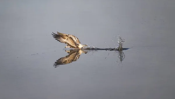 Osprey Diving Catch Fish Lake — Stock Photo, Image