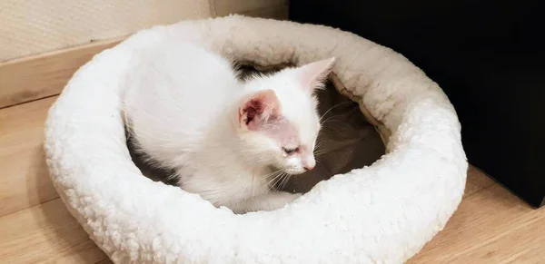 一只白色卡奥 曼尼猫的特写坐在它的床上 — 图库照片