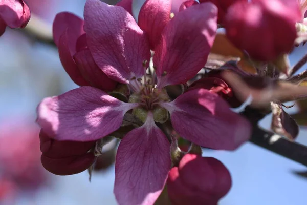 Крупный План Красивых Розовых Цветов Яблони Ветке Дерева Саду — стоковое фото