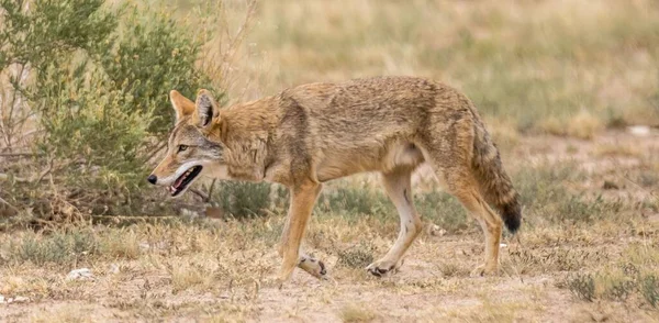 Kojot Pustyni Otoczony Dziką Przyrodą Świetle Dnia — Zdjęcie stockowe