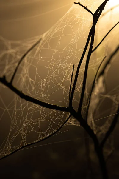 Vertical Closeup Beautiful Spider Silk Blurry Dark Yellowish Background — Stock Photo, Image