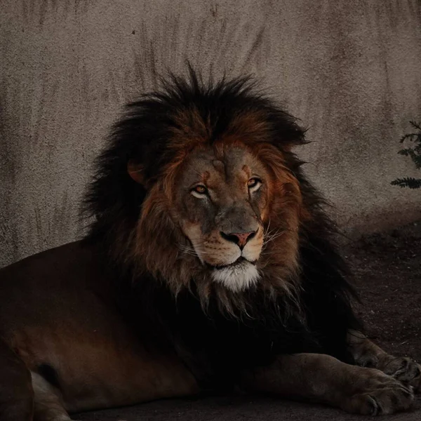 Closeup Shot Beautiful Lion Zoo Albuquerque New Mexico — Stock Photo, Image