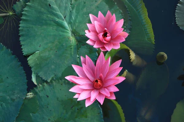 stock image A closeup of a pink Lotus flowers on the water surrounded by green leaves