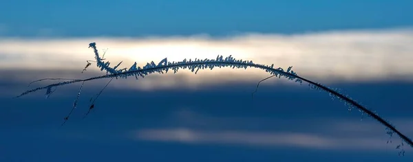 Eine Panoramische Nahaufnahme Eines Dünnen Stiels Einer Pflanze Mit Gefrorenen — Stockfoto