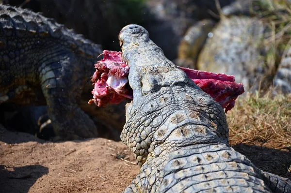 Een Blik Van Krokodillen Vechten Voor Stukken Vlees Tegen Elkaar — Stockfoto