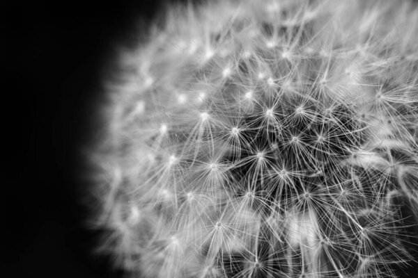 A macro shot of a fluffy white dandelion isolated on a black background