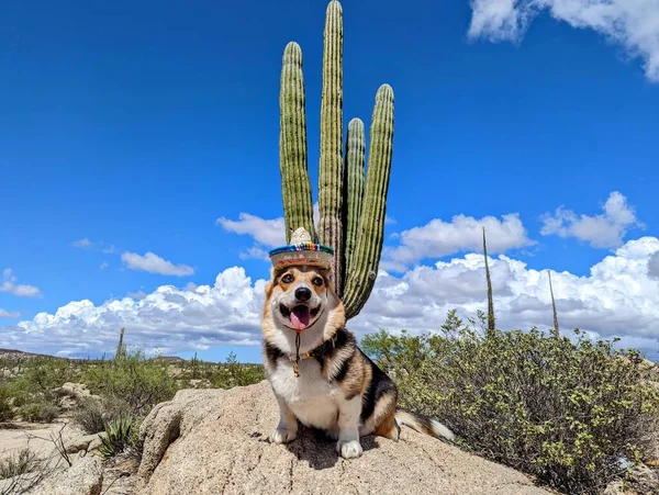 Lindo Perro Con Sombrero Mexicano Sentado Una Roca Con Cactus — Foto de Stock
