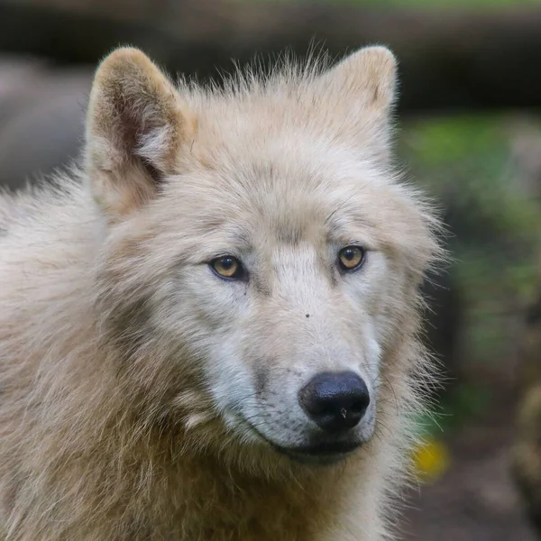 白色毛茸茸的北极狼在模糊背景下的特写镜头 — 图库照片