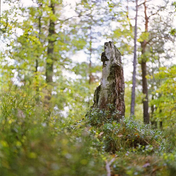 森の中の植物に囲まれた切り株の景色 — ストック写真