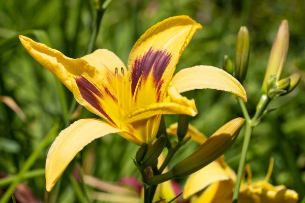 在花园里 一个黄色的百合花的美丽的特写 — 图库照片