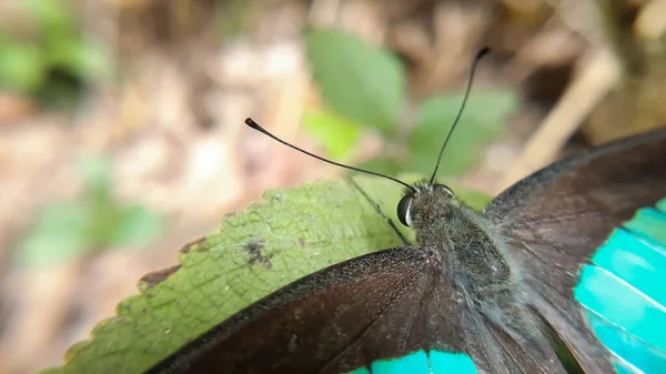 Ein Flacher Fokus Einer Libelle Auf Einem Grünen Blatt — Stockfoto