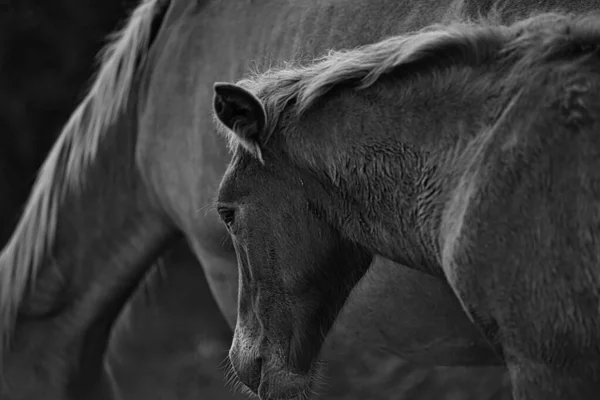 Grayscale Beautiful Foal Mother Field — Stock Photo, Image