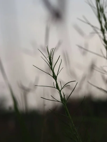 Eine Vertikale Aufnahme Einer Pflanze — Stockfoto