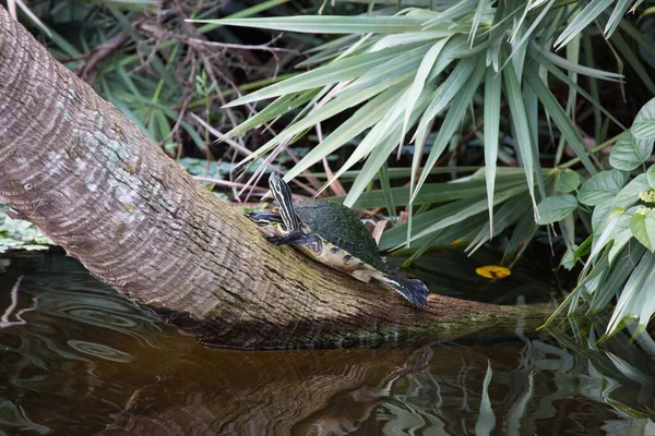 Eine Bemalte Schildkröte Auf Einem Baumstamm Über Dem Teich — Stockfoto