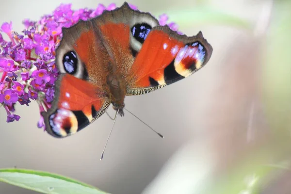 Макро Павлиньего Глаза Absolis Бабочки Цветке — стоковое фото