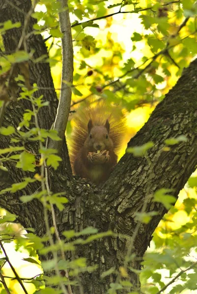 Słodka Czerwona Wiewiórka Żuje Orzeszki Drzewie Potajemnie Patrzy Kamerę — Zdjęcie stockowe
