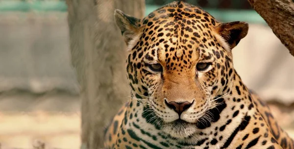 Portrait Wild Jaguar Panthera Onca — Stock Photo, Image
