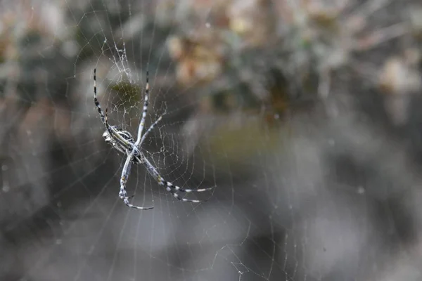 ぼやけた背景を持つフィールド内のウェブ上の銀のアルゴリズムのクモの閉鎖 — ストック写真
