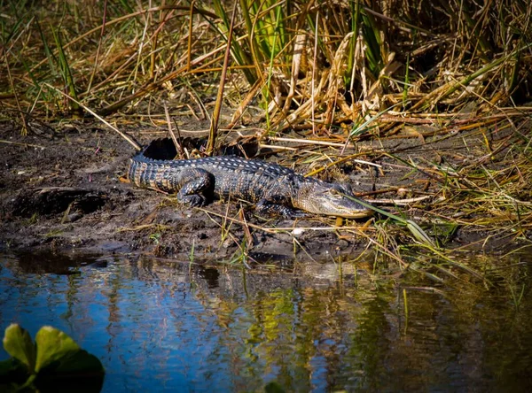 Американский Аллигатор Alligator Mississippiensis Передвигающийся Грязному Берегу Озера Окружении Тростника — стоковое фото