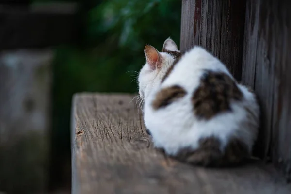 一只可爱的流浪猫在户外木制码头上的特写镜头 背景模糊不清 — 图库照片